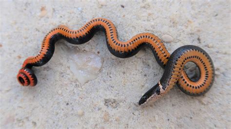 copper ring snake